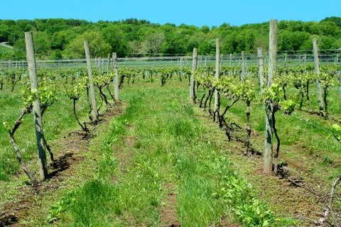 Grape vineyard in springtime Stock Photos