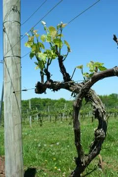 Grape vineyard in springtime Stock Photos