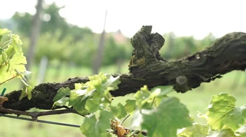 Grape, wine-growing Stock Footage 53810692