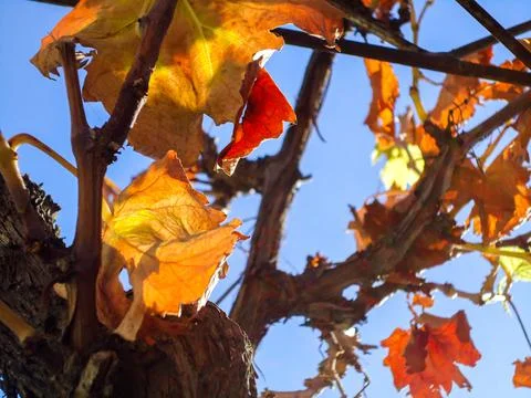 Grape wine leaf close up in autumn Stock Photos