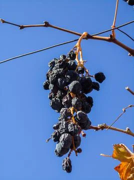 Grape wine leaf close up in autumn Stock Photos