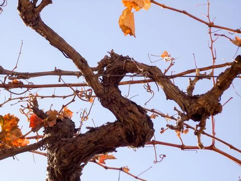 Grape wine leaf close up in autumn Stock Photos