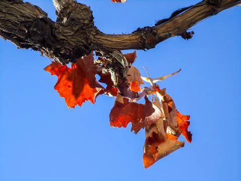 Grape wine leaf close up in autumn Stock Photos
