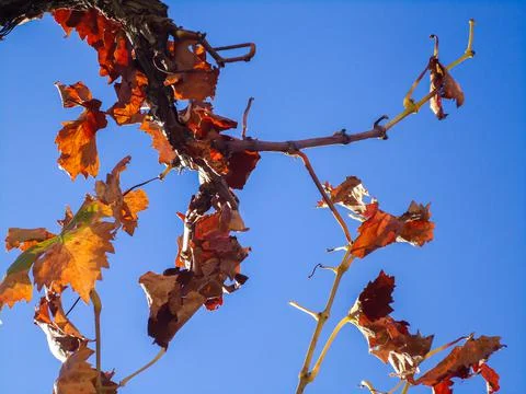 Grape wine leaf close up in autumn Stock Photos