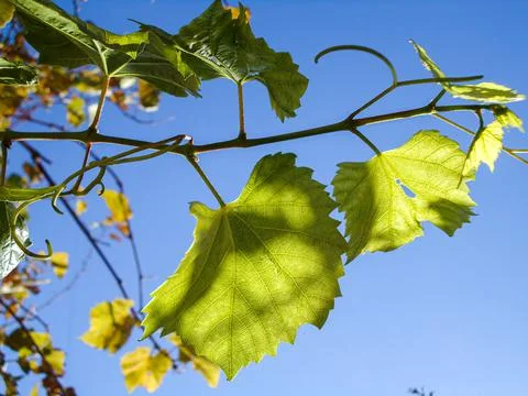 Grape wine leaf close up in autumn Stock Photos