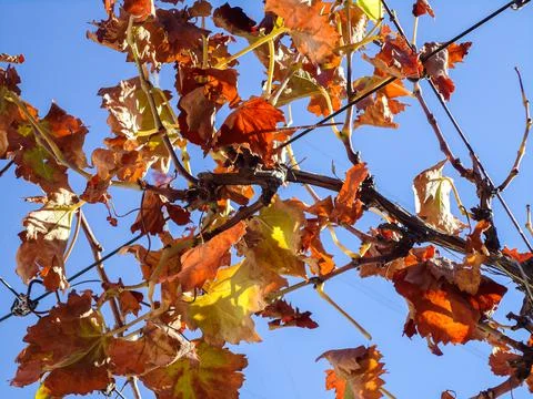 Grape wine leaf close up in autumn Stock Photos