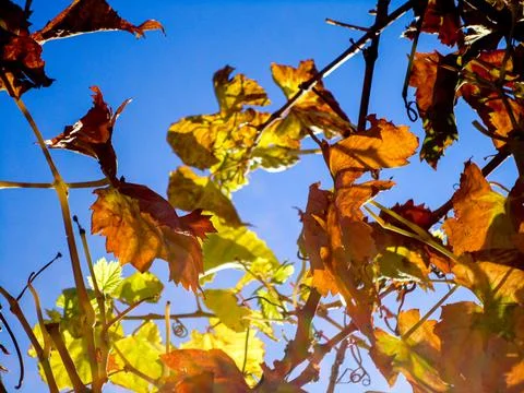 Grape wine leaf close up in autumn Stock Photos