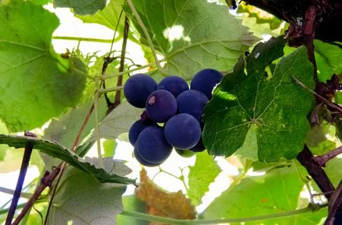 Grape wine leaf close up in autumn Stock Photos