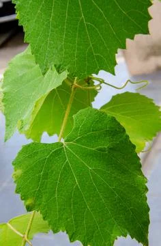 Grape wine leaf close up in autumn Stock Photos