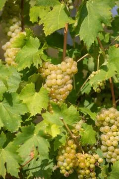 Grape wine on Palava Vineyards, Czech Republic Stock Photos