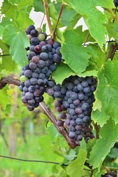 Grape wine Stock Photos