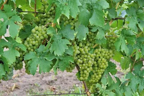 Grape wine Stock Photos