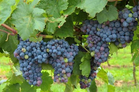 Grape wine Stock Photos