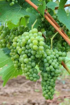 Grape wine Stock Photos