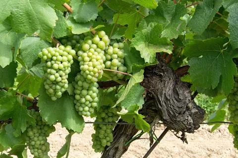 Grape wine Stock Photos