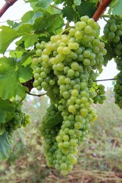 Grape wine Stock Photos