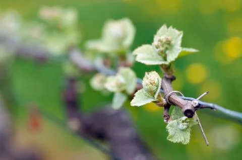Grape wine sprouts Stock Photos