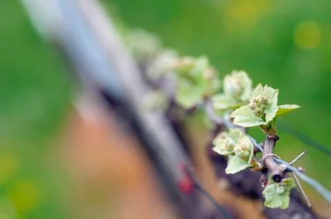 Grape wine sprouts Stock Photos