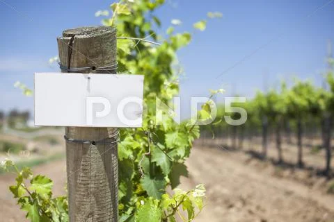 Grape Wine Vineyard with Wooden Post Holding Blank Sign Stock Photos