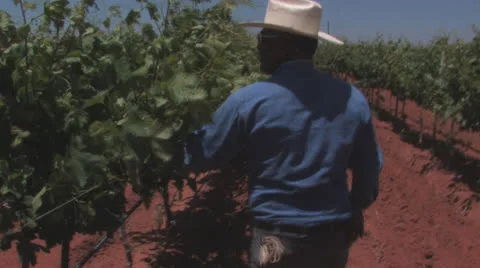 Grape workers 1 Stock Footage 23211796