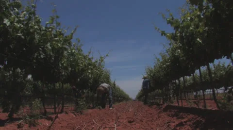 Grape workers 3 Stock Footage 23214499
