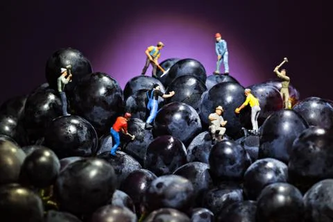 Grape workers Stock Photos