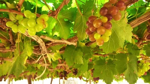 Grape yield in tropical Thailand Stock Footage 70572690