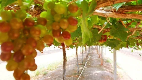 Grape yield in tropical Thailand Stock Footage 70572968
