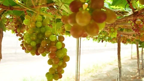Grape yield in tropical Thailand Stock Footage 70572969