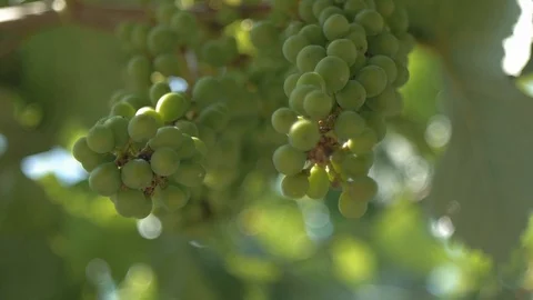 Grape young fruit with rotating motion of the camera. Stock Footage 94484943