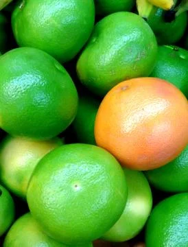 Grapefruit and Oroblanco Stock Photos