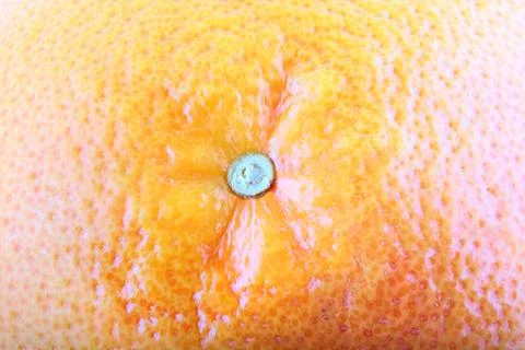 Grapefruit background with clipping path Stock Photos