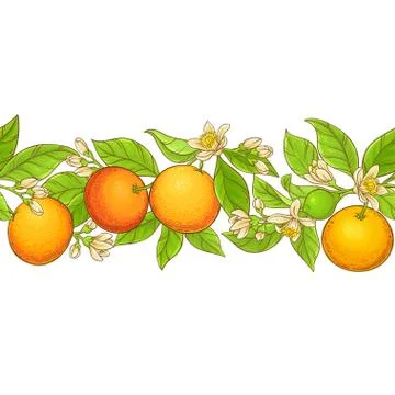 Grapefruit branch vector pattern Stock Illustration