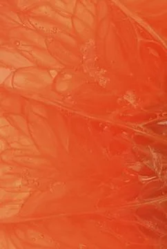 Grapefruit close-up. Slice of blood red ripe grapefruit. Texture of red jui.. Fotos de archivo