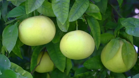Grapefruit Stock Footage 143651386