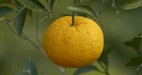 Grapefruit Stock Footage 330385296