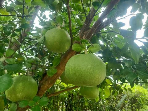 Grapefruit in front of the house Stock Photos