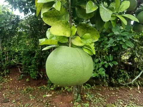 Grapefruit in front of the house Stock Photos