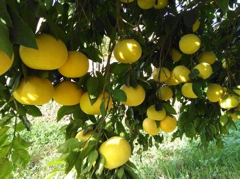 Grapefruit fruit tree Stock Photos