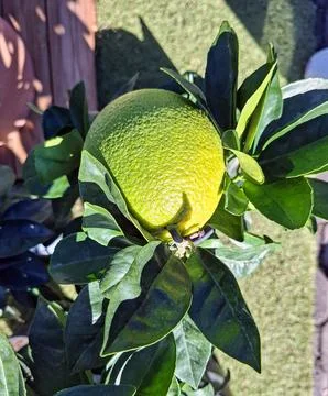 Grapefruit growing on a potted tree with vibrant green leaves under sunlight Foto stock