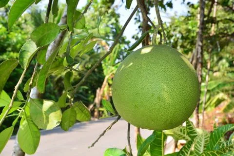 Grapefruit hanging on tree / Grapefruit tree / Pomelo hanging on tree / Pomel Stock Photos