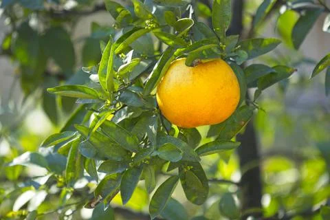 Grapefruit hanging from tree under the Summer sun Stock Photos