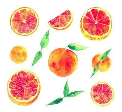 Grapefruit Stock Illustration