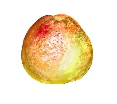 Grapefruit Stock Illustration