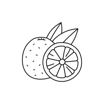 Grapefruit olor line icon. Essential oils fruit seeds. Stock Illustration