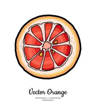 Grapefruit orange slice vector isolated. Orange red pink cut chopped round sl Stock Illustration