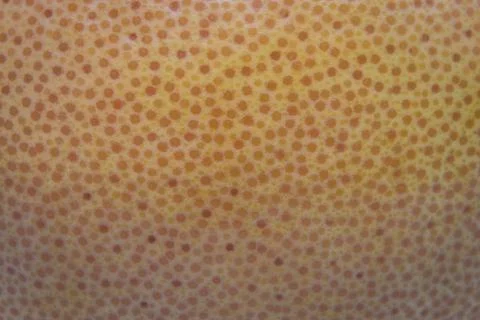 Grapefruit peel background Stock Photos