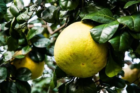 Grapefruit Stock Photos