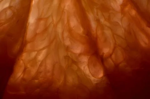 Grapefruit Stock Photos