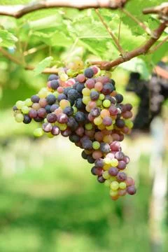 Grapefruit Stock Photos
